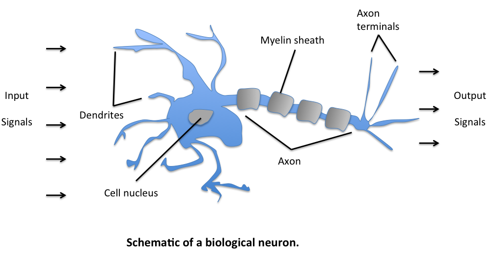 Neuron Model